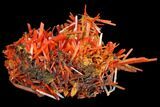 Bright Orange Crocoite Crystal Cluster - Tasmania #129100-3